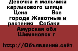 Девочки и мальчики карликового шпица  › Цена ­ 20 000 - Все города Животные и растения » Собаки   . Амурская обл.,Шимановск г.